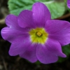 Primula Theodora - Abriachan Nurseries
